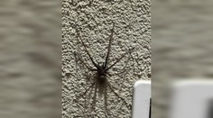 Milan našiel pred domom obrovského pavúka. Urobil dobre, že ho nechytal