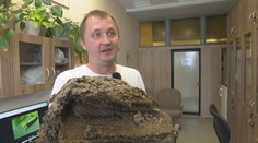 Jedovaté chrobáky žijú aj na Slovensku. Oveľa nebezpečnejší je však hmyz, s ktorým sa bežne stretávame