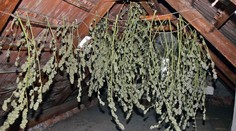 Muž premenil podkrovie domu na sklad marihuany, našli tam kilá