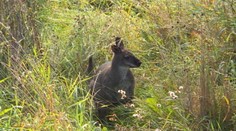 V Jihlave našli po mesiacoch hľadania strateného klokana. Odchyt bol komplikovaný