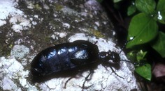 Na Slovensku sa premnožil nebezpečný chrobák. Pozor, je prudko jedovatý