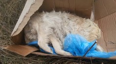 Krutosť v Blatnej na Ostrove: Niekto hodil do kríkov zabitého psíka