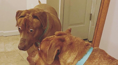 Pohľad na ňu vás rozosmeje. Fenka má pre vrodenú chybu neustále prekvapený výraz