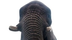 Toto je prvá elfie na svete. Slonica našla mobil a urobila si selfie