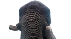 Toto je prvá elfie na svete. Slonica našla mobil a urobila si selfie