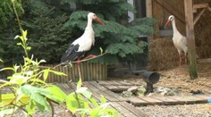 Chceli ste pomôcť opustenému zvieraťu? Nerobte to, hrozí vám pokuta