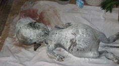 Krava porodila podivného tvora s ľudským telom