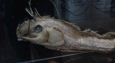 Na pobreží Japonska sa objavili obrovské ryby, tamojší sa boja blížiaceho sa cunami