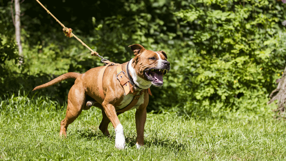 Na letisku vo Fínsku zisťujú prítomnosť koronavírusu vycvičené psy