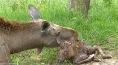 Toto sa na Slovensku nestalo už 300 rokov: Unikát v ríši zvierat