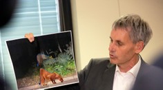 Nemecká polícia odvolala pátranie po údajnej levici. Analýza dokazuje, že ide o iné zviera