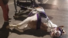 Srdcervúca fotka. Takto dopadol kôň, ktorý sa stal atrakciou pre ľudí