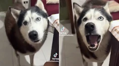 VIDEO: Aký pán, taký pes. Husky so silným talianskym prízvukom baví sociálne siete
