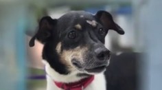 Psík zachránil rodinu z horiaceho pekla, sám pri tom zahynul