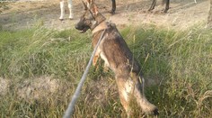 Dvaja nemeckí ovčiaci napadli v Sikenici ženu (52), ktorú dobre poznali