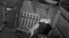 VIDEO: Bezočivý čin muža. Svojmu psovi dovolil, aby roztrhal mačku
