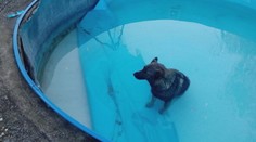 Ráno si v bazéne našli cudzieho psa, ktorý tam uväznený strávil celú noc