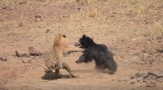 Toto sa podarí na video zachytiť málokomu: Neľútostný súboj tigra s medvedicou