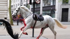 VIDEO: Centrom Londýna sa preháňali splašené kone. Zranilo sa päť ľudí, štyria skončili v nemocnici
