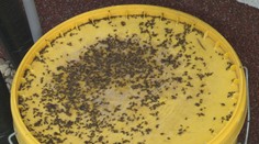 Domy na juhu Slovenska zaplavili čierne chrobáky. Odborník priblížil, čo sú zač