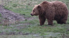 Pri Pezinku sa objavil asi 100-kilový medveď, zachytili ho fotopasce