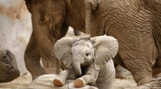 Úžasný okamih slonej lásky! Pomoc prišla okamžite