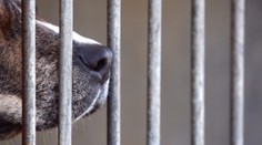 Nové pravidlá pre chovateľov spoločenských zvierat. Nelegálni množitelia dostanú po prstoch