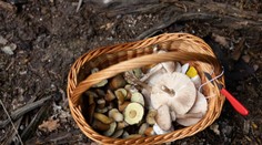 Objav pre českú vedu. Na severe Moravy našli nový druh doposiaľ neznámej huby