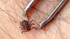 Čo robiť, ak neodstránite celého kliešťa? Tu sú rady, ako správne postupovať