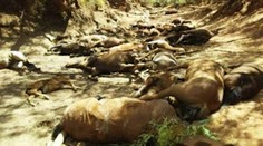 Šokujúce zábery z horúčavami sužovanej Austrálie: Pri napájadle zahynulo celé stádo koní