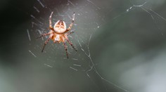 Máte strach z pavúkov? Je niekoľko spôsobov, ako im zabrániť, aby sa vracali do vášho obydlia