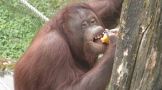 V bojnickej ZOO sú zhrození. Neuveríte, čo všetko ľudia hodia zvieratám do výbehu