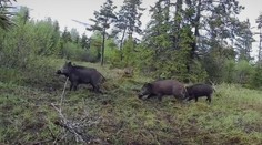 Africký mor potvrdili už aj v okrese Košice. Odborníci varujú pred ďalším šírením nákazy