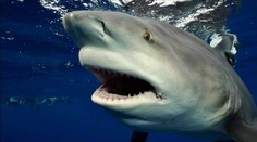 Takmer vždy existuje príčina, prečo žralok zaútočí. Toto sú indície útokov v Egypte