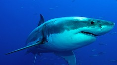 VIDEO: Panika na španielskej pláži. Žraloky plávali len pár metrov od ľudí