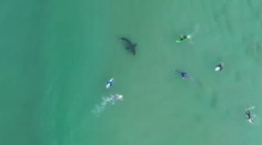 VIDEO: Zábery, z ktorých behá mráz po chrbte. Partiu mužov prenasledoval žralok