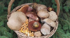 Hubár zo Senice zažil v lese nečakanú dubákovú žatvu