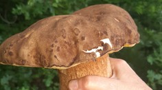 GALÉRIA: Slováci už húfne nachádzajú v lesoch dubáky. Čoskoro však vypukne hotové šialenstvo (+ mapa)