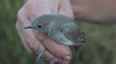 Nie je vták ako vták. Slovenským ornitológom sa podaril unikátny objav