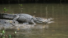 Muž priam zázrakom prežil útok krokodíla. Zachránila ho pohotová reakcia a nezvyčajný protiútok