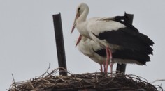Príbeh lásky v podobe bocianov sa skončil tragicky. Samec zhorel na elektrickom stožiari