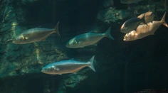 Turistov straší ďalší predátor. Na španielskom pobreží útočia "morské pirane"