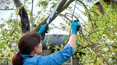 Pripravte ovocné stromy na novú sezónu. Záhradník radí, ako jarným rezom podporiť ich rast