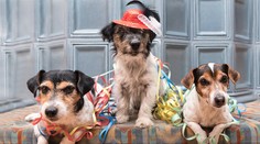 Aby pes a mačka na Silvestra netrpeli