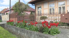 GALÉRIA: Toľko tulipánov ste ešte nevideli. Dedinka Podlužany pripomína holandskú farmu