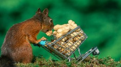 Jeho fotky obleteli svet. Pozrite sa, čo všetko stojí za dokonalým záberom