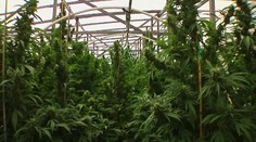 Mnohí Američania končia s pestovaním hrozna. Vinice sa menia na marihuanové polia