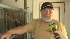 Na družstve v Žemberovciach doja ovce po novom. Šetria tak energie aj vlastné sily