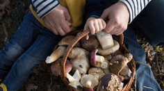 Tento rok sa hubami otrávili už desiatky ľudí. Tieto sú najľahšie zameniteľné