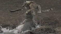 VIDEO: Krokodíl zaútočil na nič netušiaceho geparda. Sila útoku prekvapila aj sprievodcu